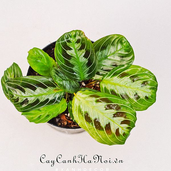 maranta-leuconeura-massangeana-co-bo-la-an-tuong Cây Maranta Leuconeura Massangeana có bộ lá ấn tượng