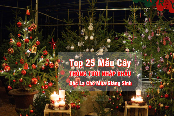 Tổng Hợp Mẫu Cây Thông Tươi Nhập Khẩu Độc Lạ Cho Mùa Giáng Sinh