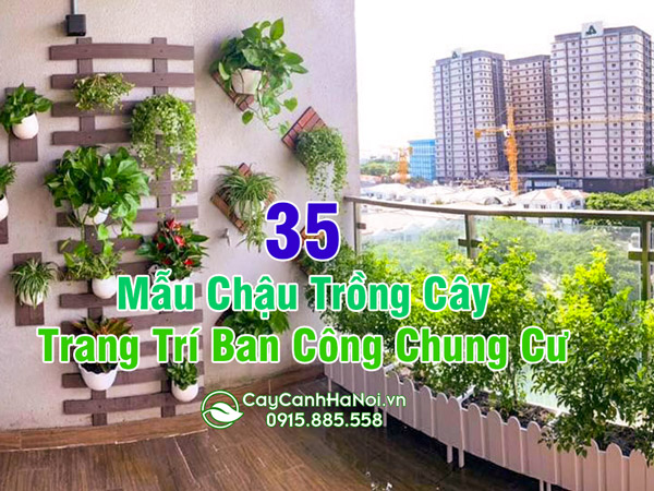 Nơi cung cấp chậu trồng cây cảnh ban công