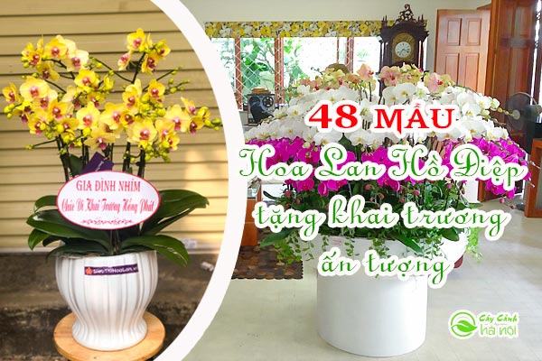 hang-rao-xuong-rong-no-hoa Hàng rào cây xương rồng nở hoa
