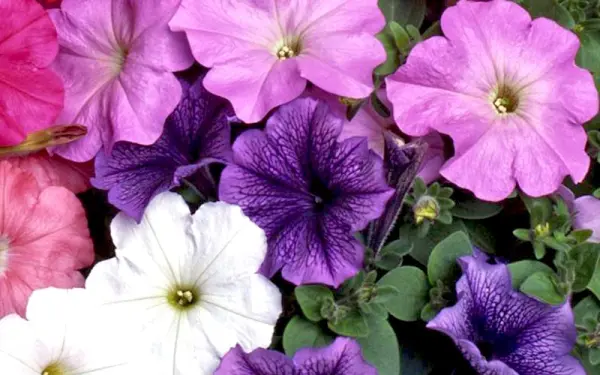 Mách bạn bí quyết trồng hoa dạ yến thảo