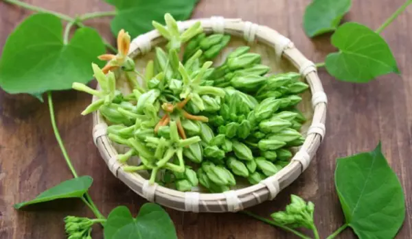 mc3a1ch-be1baa1n-cc3a1ch-tre1bb93ng-vc3a0-chc483m-sc3b3c-cc3a2y-hoa-thic3aan-lc3bd Mách bạn cách trồng và chăm sóc cây hoa thiên lý