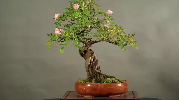 Mách bạn kỹ thuật chăm sóc hoa hồng bonsai