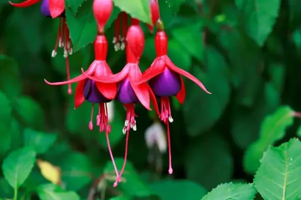 mc3a1ch-be1baa1n-phc6b0c6a1ng-phc3a1p-tre1bb93ng-cc3a2y-hoa-le1bb93ng-c491c3a8n-c491c6a1n-gie1baa3n-te1baa1i-nhc3a0 Mách bạn phương pháp trồng cây hoa lồng đèn đơn giản tại nhà