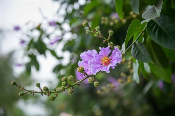 hoa gì trồng vào mùa hè