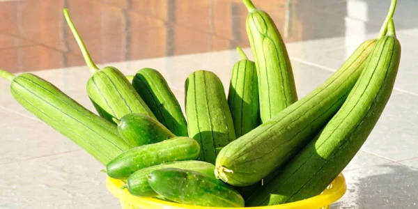 mc6b0e1bb9bp-hc6b0c6a1ng mướp hương