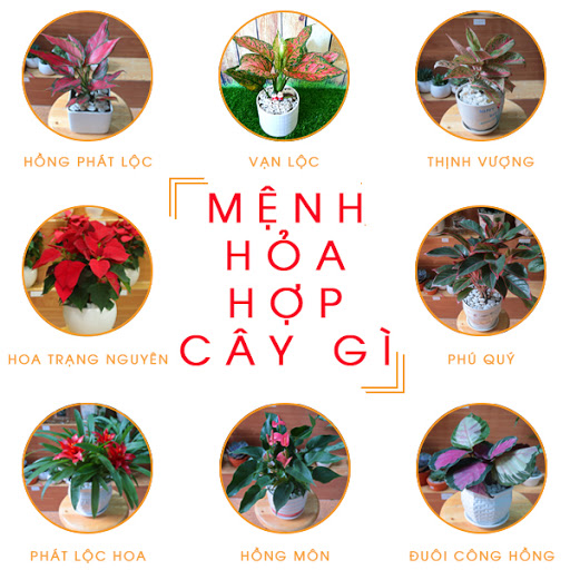 mệnh thổ hợp trồng cây cảnh hành hỏa menh-hoa-hop-cay-gi.jpg