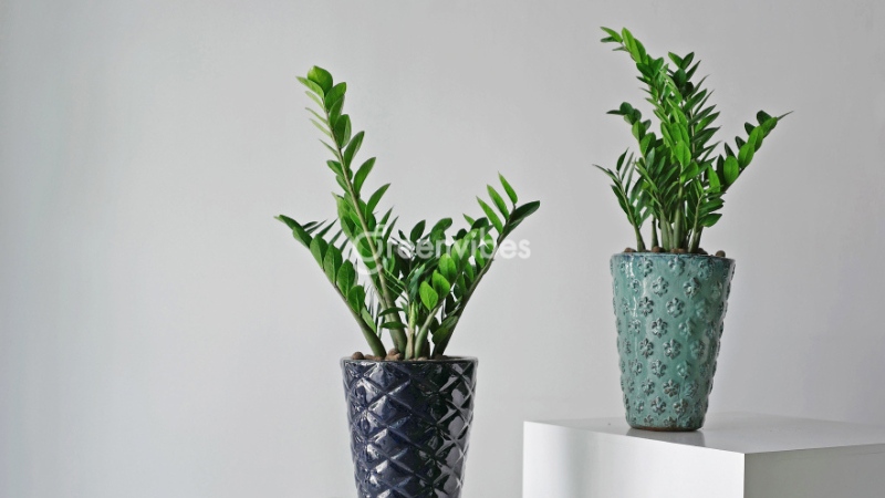 menh-moc-nen-trong-cay-gi-trong-nha Mệnh mộc nên trồng cây gì trong nhà - Caycoi.net