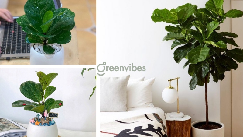 menh-moc-nen-trong-cay-gi-truoc-nha Mệnh mộc nên trồng cây gì trước nhà - Caycoi.net