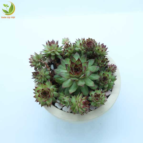 menh-tho-hop-cay-sen-da-phat-ba-bui-vcv menh-tho-hop-cay-sen-da-phat-ba-bui-vcv.jpg