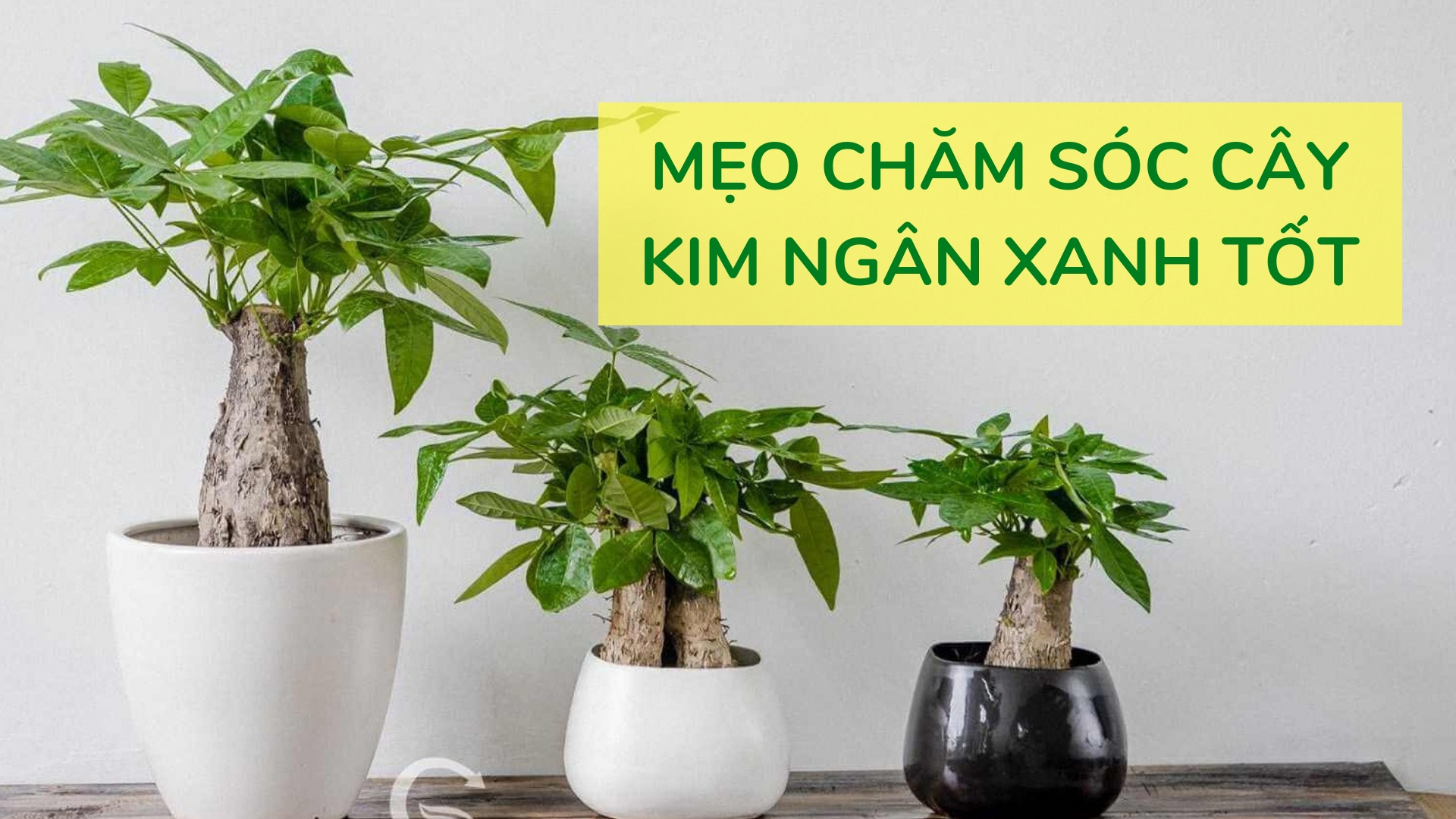 Một số mẹo chăm sóc để cây Kim Ngân luôn xanh tốt meo-cham-soc-cay-kim-ngan.jpg