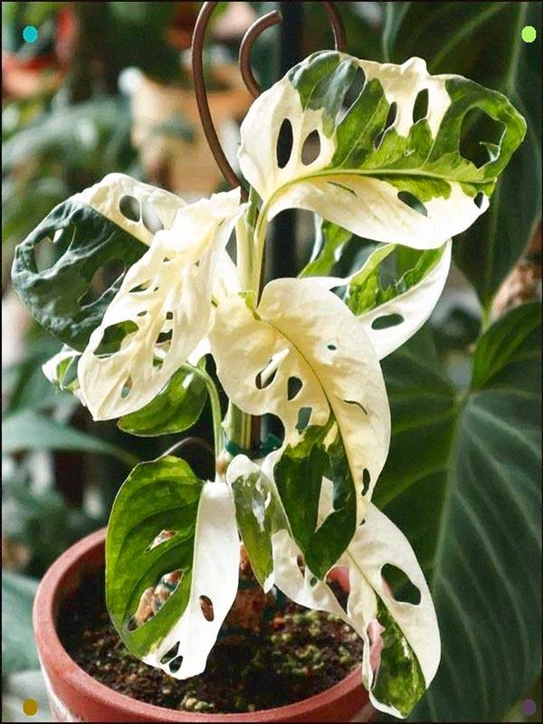 Monstera adansonii Albo variegated