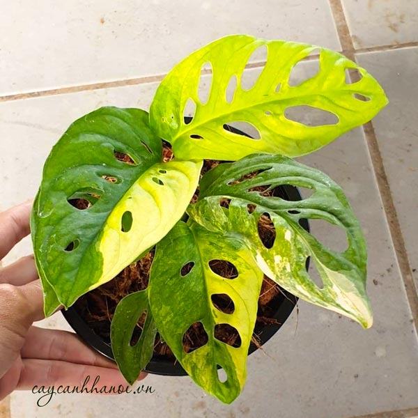 Monstera adansonii Aurea variegated