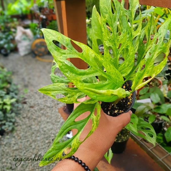 Monstera adansonii Mint variegated