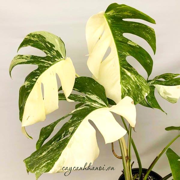 Monstera deliciosa var borsigiana ‘Albo’ variegated