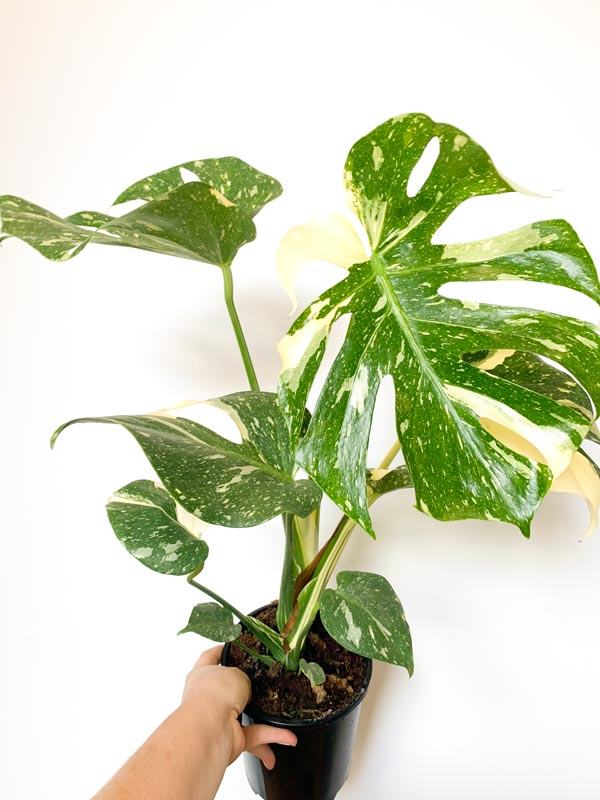 Monstera deliciosa variegata ‘Thai Constellation’