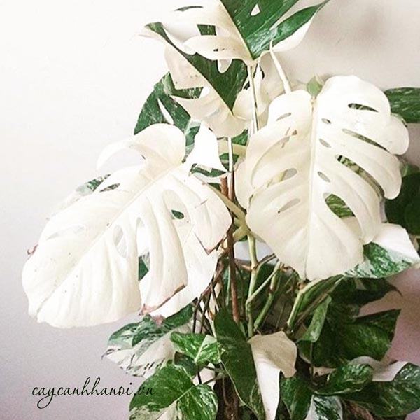 Monstera deliciosa White Monster