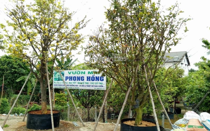 mua mai vang bán cây mai vàng - Caycoi.net