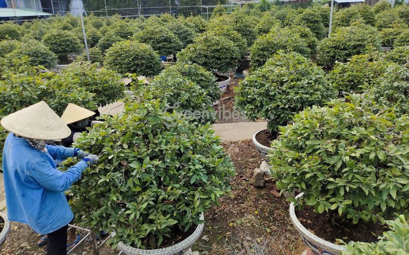 mua mai vàng giá rẻ mua bán mai - Caycoi.net