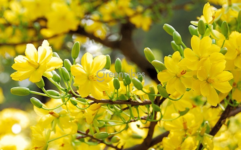 mua cây mai vàng mua bán mai vàng - Caycoi.net