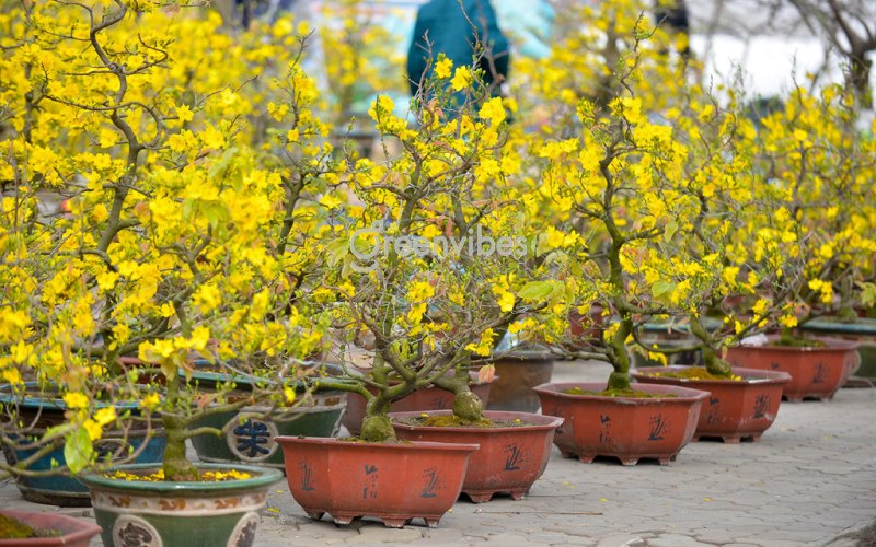mua cây mai mua cây mai vàng - Caycoi.net