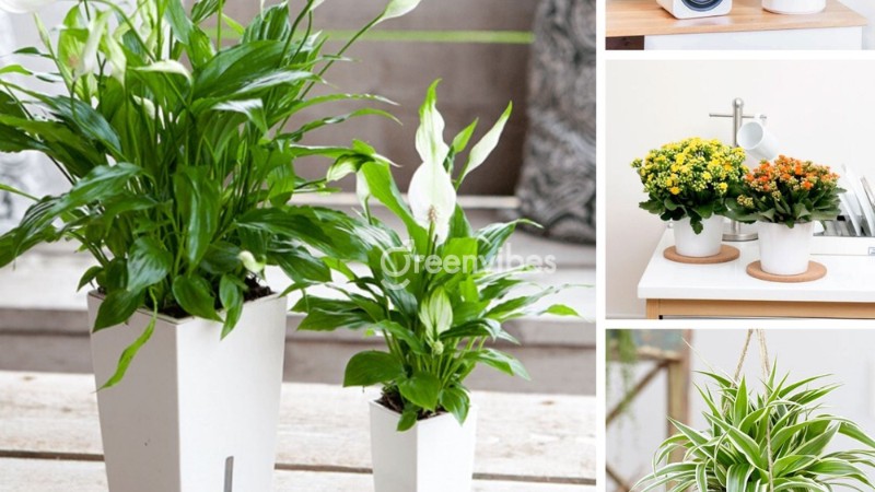 Mẫu cây cảnh thường được trưng trong nhà