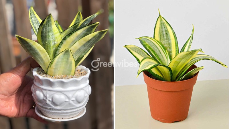 Chọn cây cảnh hợp phong thủy mang đến vận may cho gia chủ