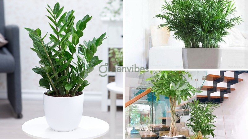 Mẫu cây đặt trong nhà đẹp