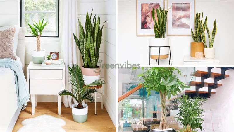 Mua cây cảnh để trong nhà dễ chăm sóc theo phong thủy giá tốt