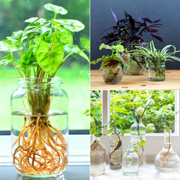 Mua cây cảnh thuỷ sinh ở đâu? mua-cay-canh-thuy-sinh-o-dau-tphcm.png