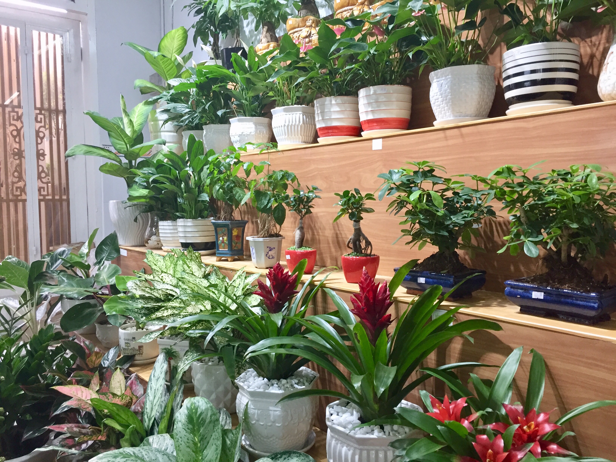 mua-cay-phong-thuy-o-vuon-cay-viet mua-cay-phong-thuy-o-vuon-cay-viet.jpg