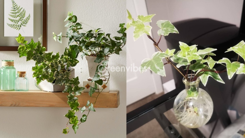 Cây thường xuân bán ở đâu Mua cây thường xuân- Caycoi.net