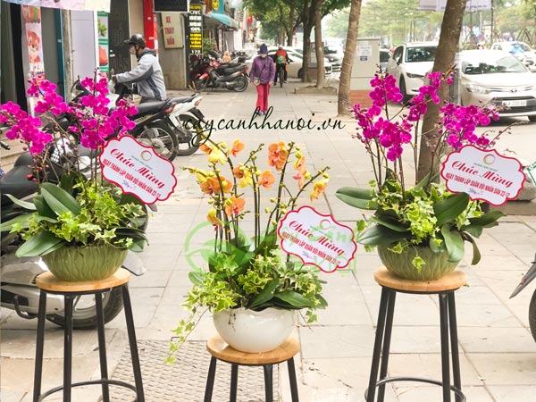 mua-chau-hoa-lan-ho-diep-gia-si-o-ha-noi Mua chậu hoa lan hồ điệp giá sỉ ở Hà Nội