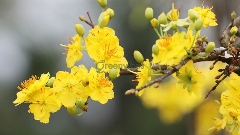 mua-mai-giao-thu-duc-1 Đặc điểm mai giảo Thủ Đức