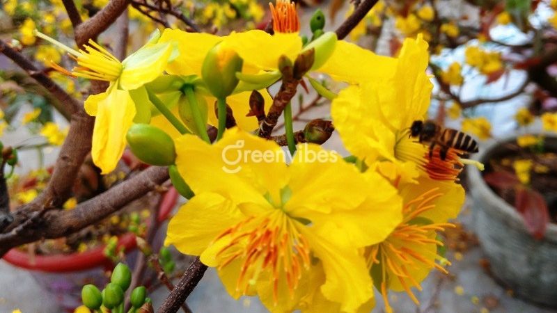 mua-mai-giao-thu-duc-3 Giá mua mai giảo Thủ Đức là bao nhiêu?