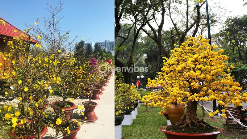 mua-mai-vang-quan-2-04 Mua mai vàng quận 2 tại Oka Garden