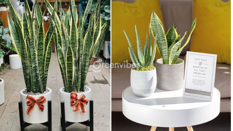 mua-qua-tang-khai-truong Mua quà tặng khai trương - Greenvibes