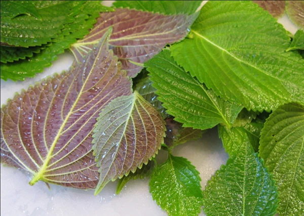 ne1baa5u-nc6b0e1bb9bc-lc3a1-tc3ada-tc3b4-vc3a0-xc3b4ng2c-tre1bb8b-be1bb87nh-ce1baa3m-le1baa1nh Nấu nước lá tía tô và xông, trị bệnh cảm lạnh