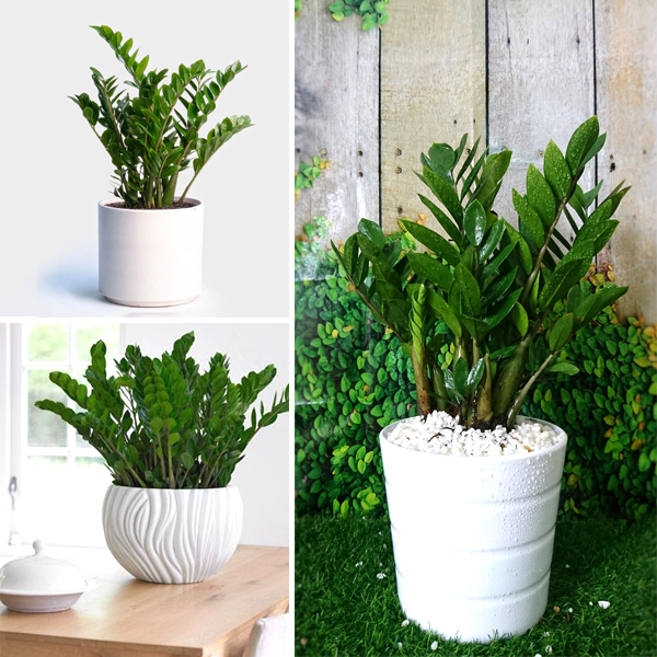 Nên mua cây Kim Tiền ở đâu nen-mua-cay-kim-tien-o-dau.jpg