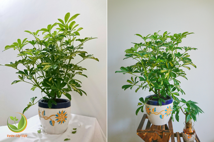 ngu-gia-bi-cam-thach ngu-gia-bi-cam-thach.png