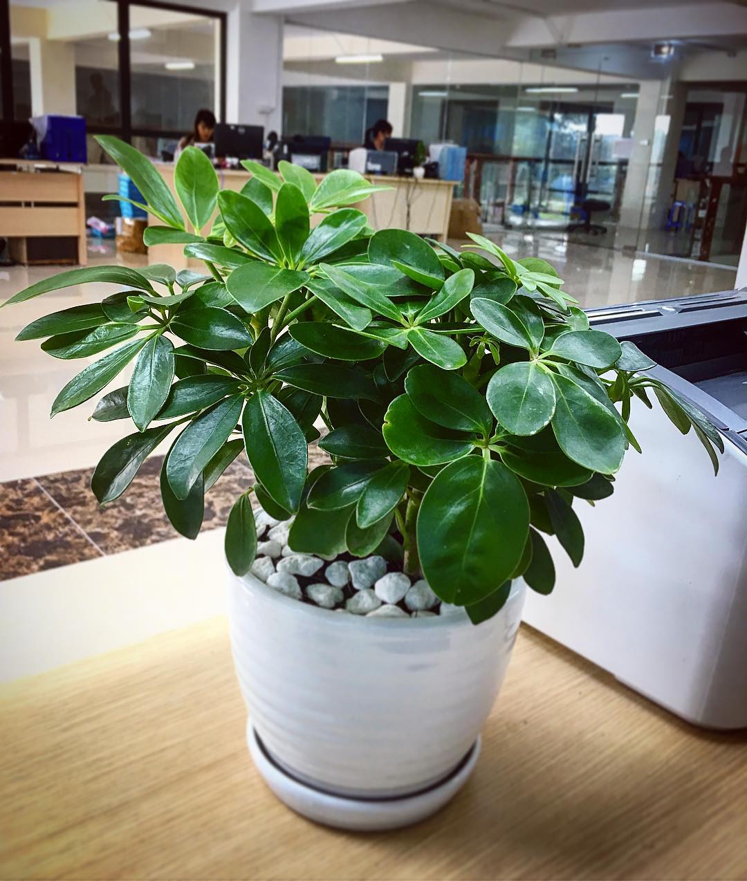 Ngũ gia bì để bàn chậu trắng, đẹp tinh khôi ngu-gia-bi-chau-trang-de-ban.jpg