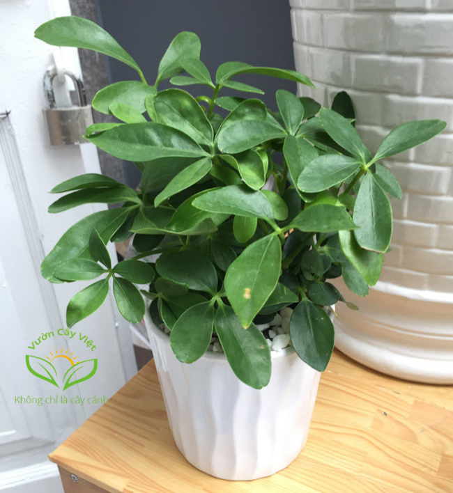 Ngũ gia bì chậu trắng trồng đất ngu-gia-bi-chau-trang.jpg