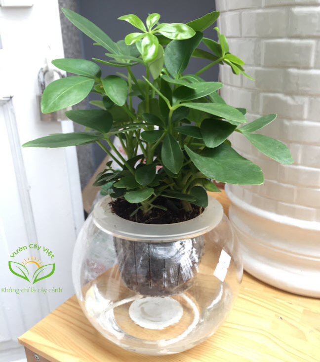 Ngũ gia bì chậu nước ngu-gia-bi-chau-trong-nuoc.jpg