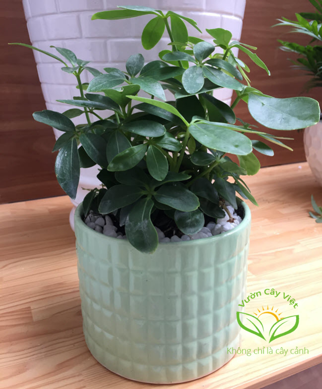 Ngũ gia bì chậu xanh trồng đất ngu-gia-bi-chau-xanh.jpg