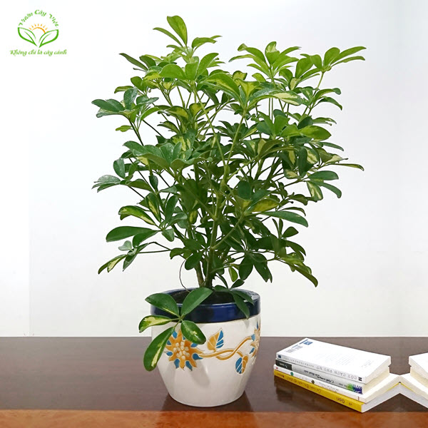 Cây Ngũ gia bì để bàn - Vuoncayviet.com ngu-gia-bi-de-ban-1-vuoncayviet.com.jpg