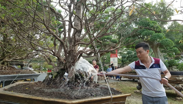 Nguyên nhân mai vàng bị chết là do úng nước