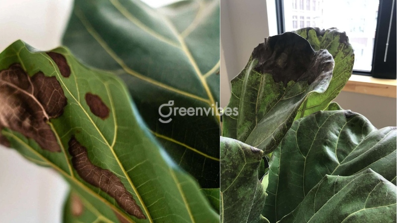 Nguyên nhân cây bàng singapore bị cháy lá và cách khắc phục