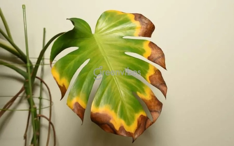 Nguyên nhân và cách khắc phục cây monstera bị vàng lá