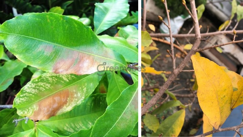 cách nhận biết cây mai bị dư nước biểu hiện cây mai bị úng nước - Caycoi.net