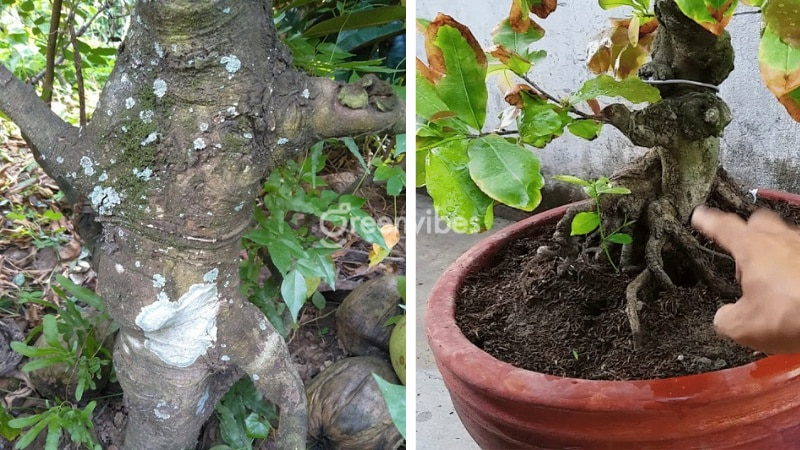 nhận biết cây mai bị úng nước dấu hiệu nhận biết cây mai bị úng nước - Caycoi.net